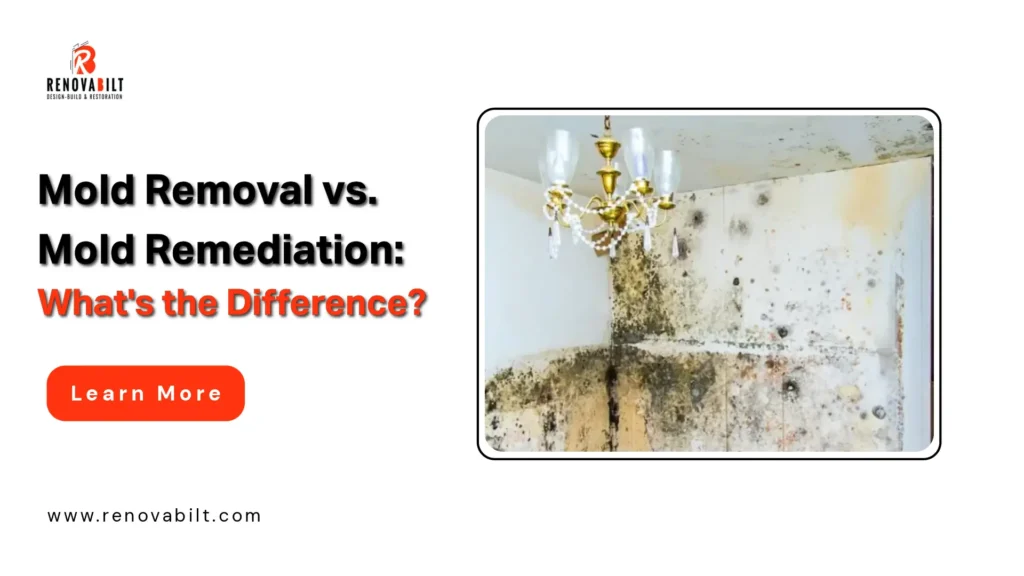 Mold Removal vs. Mold Remediation: What’s the Difference?