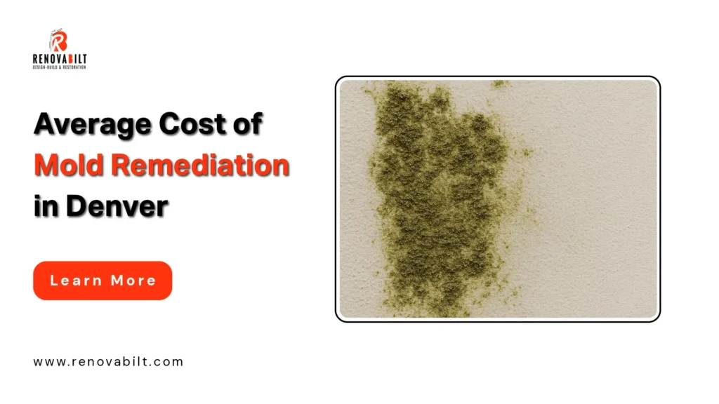 Average Cost of Mold Removal and Remediation in Denver