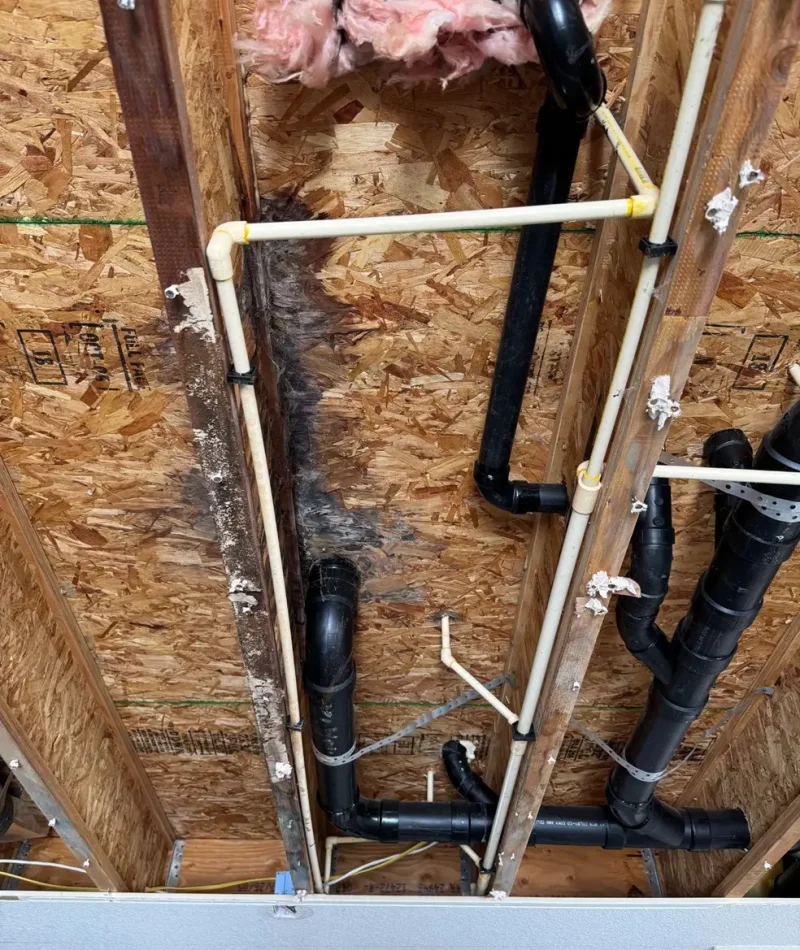 Mold Removal and Remediation in Denver and Aurora