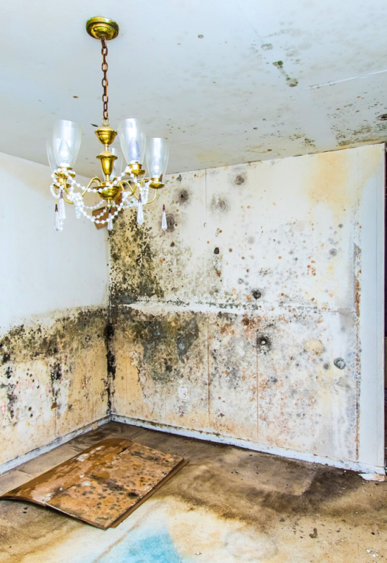 mold damage before